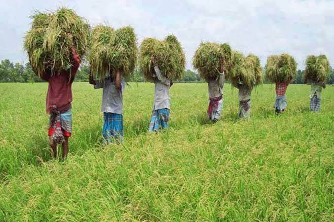 Food security concerns prompt Bangladesh for efforts on enhanced output
