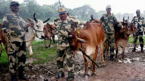 BSF involved in cattle smuggling: DW report