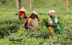 Tea industry hopeful 100m production by end of 2022