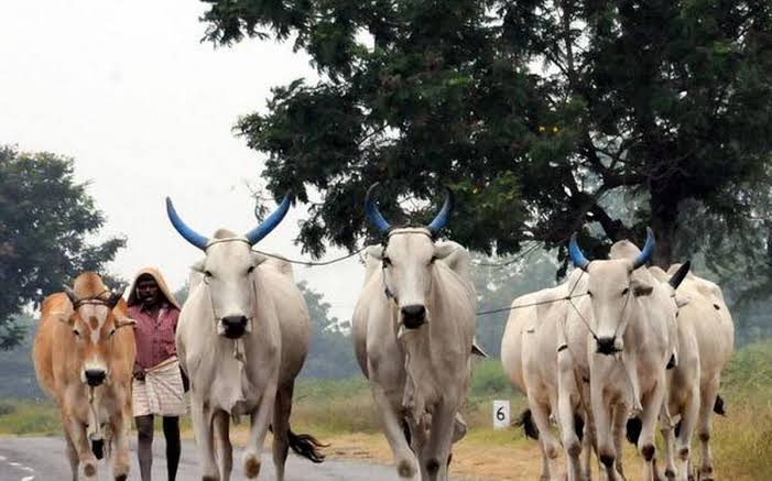 No sacrificial animal import this year: Minister
