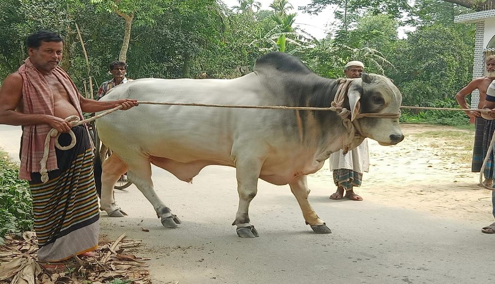 PM accepts cow as gift from couple for sacrifice in Eid-ul-Azha