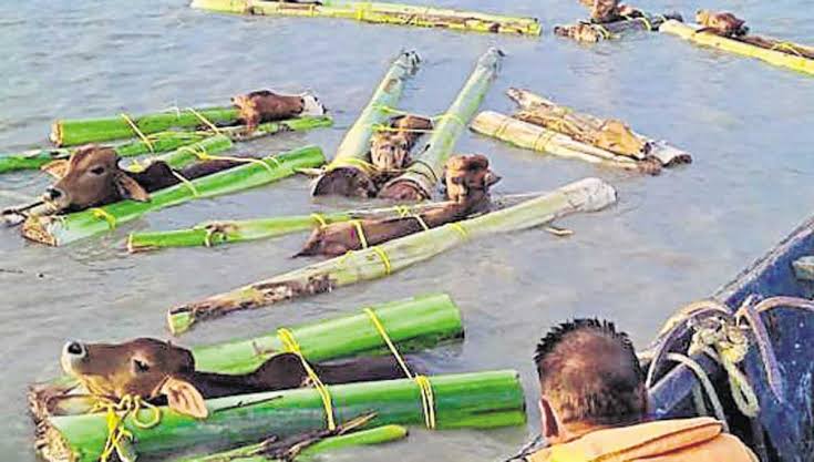 BGB on high alert to prevent cattle smuggling