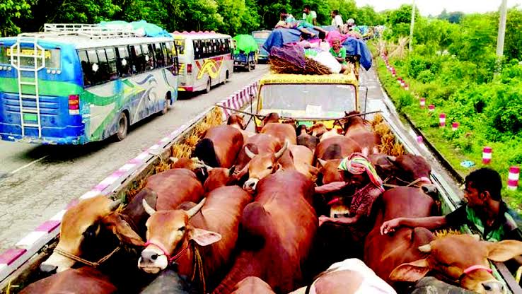 Cattle traders at mercy of extortionists in Ctg