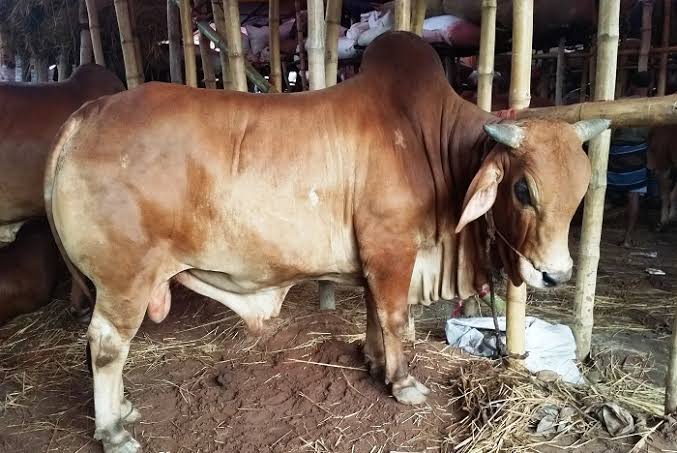 City cattle markets yet to get usual impetus