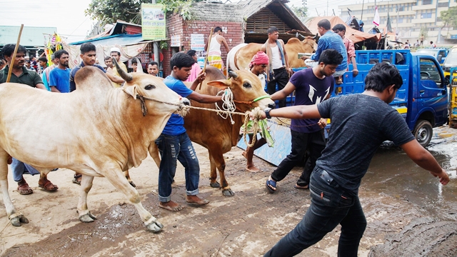 Cattle markets draw crowd