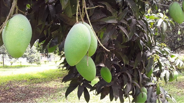 Chapainawabganj mangoes ready to hit the market
