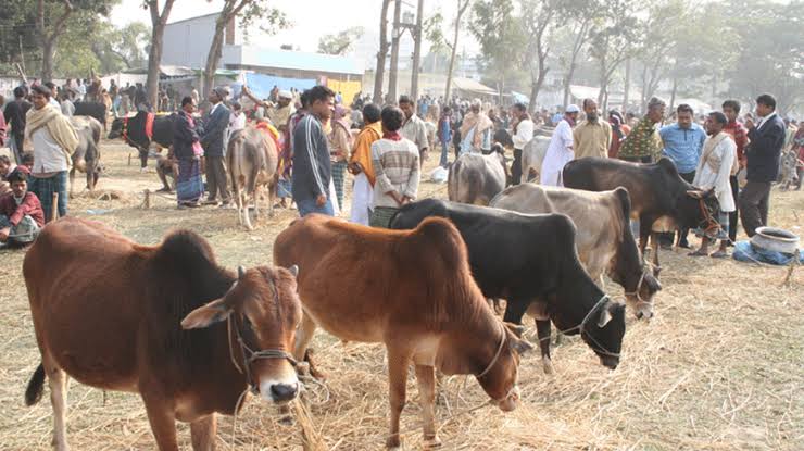 Cattle market has gathered online in Chittagong