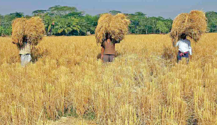 Rice production hits record 40m tonnes