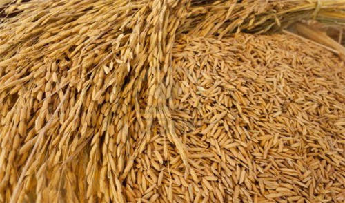 Paddy price rises as tariffs on rice imports loom