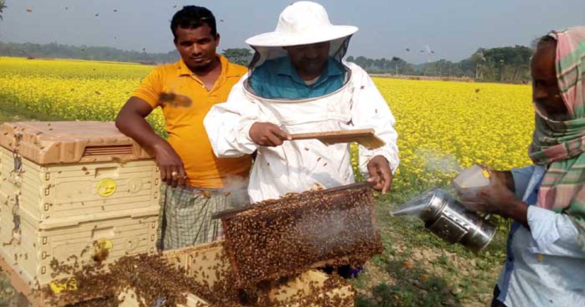 Beekeeping in Jashore mustard fields expanding