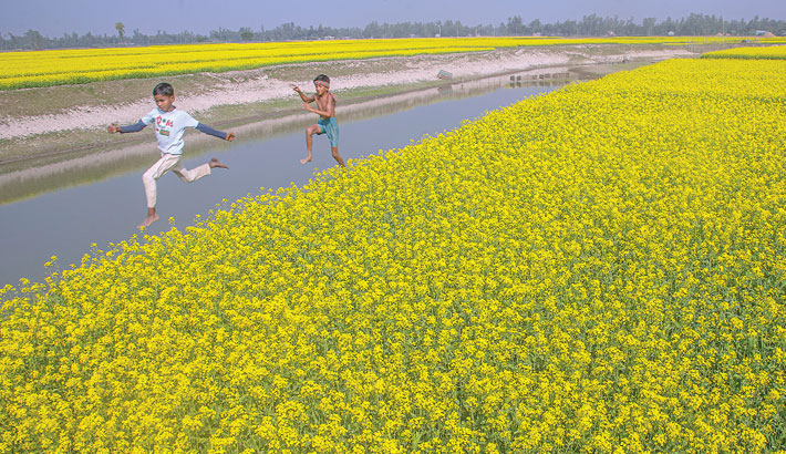 Tk 117.25bn mustard production likely this yr