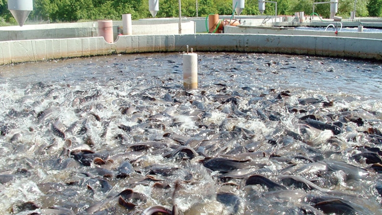 Policy reforms to boost fish production stressed