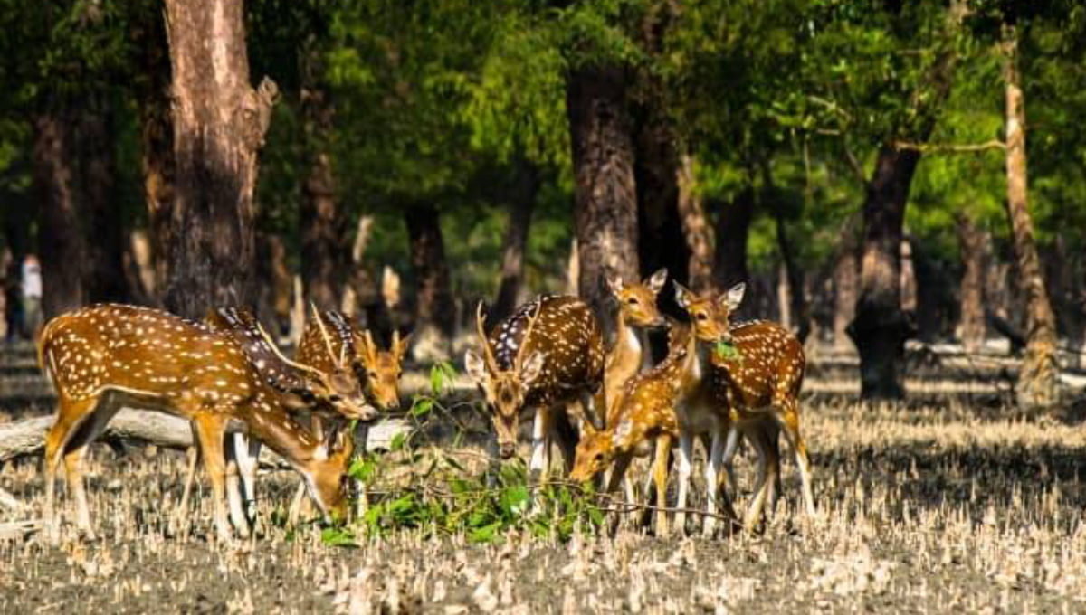 60 ‘deer poachers’ held in Sundarbans