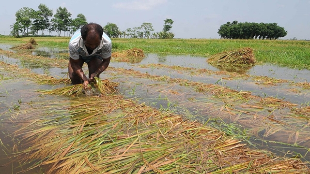 Floods play havoc with Aman farming