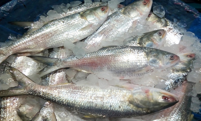 Export of 500T hilsa to India approved