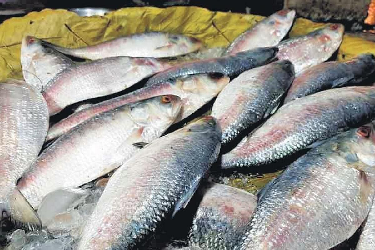 High court’s directive sought to ban export of Hilsa to India
