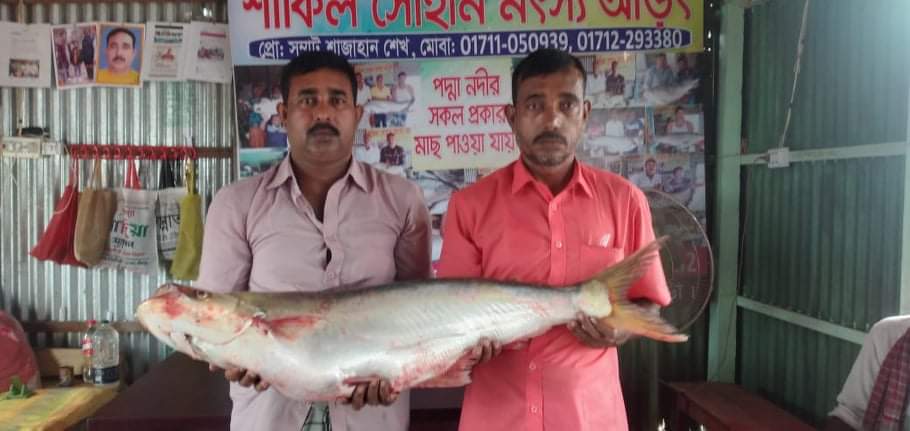 পদ্মায় ১১ কেজি ওজনের বিরল ঢাই মাছ ৩৫ হাজারে বিক্রি