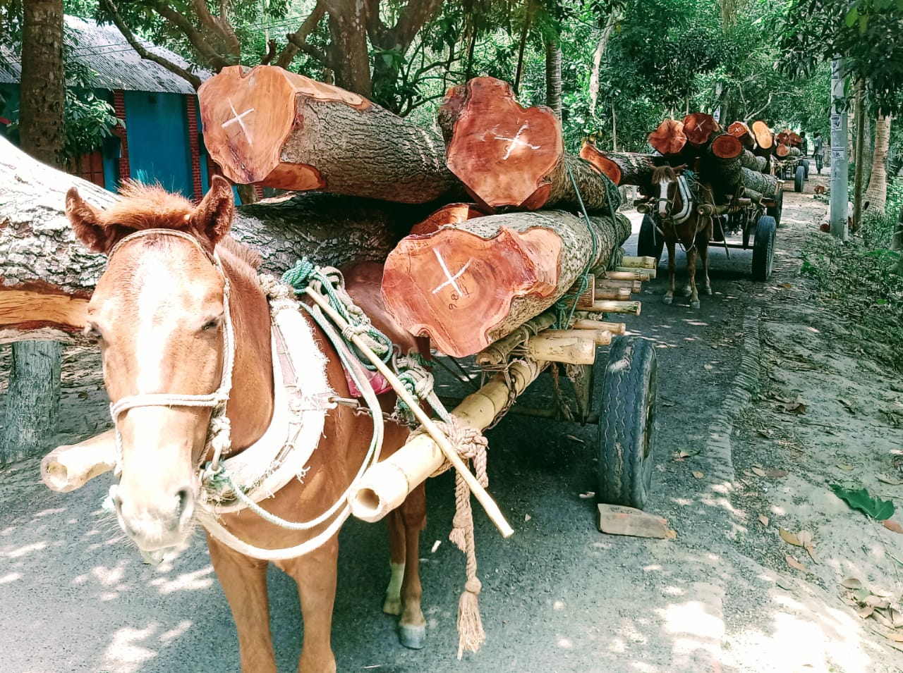 পেশা গাড়োয়ান