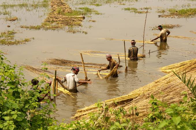 Private millers urge govt to discourage raw jute export to protect industry