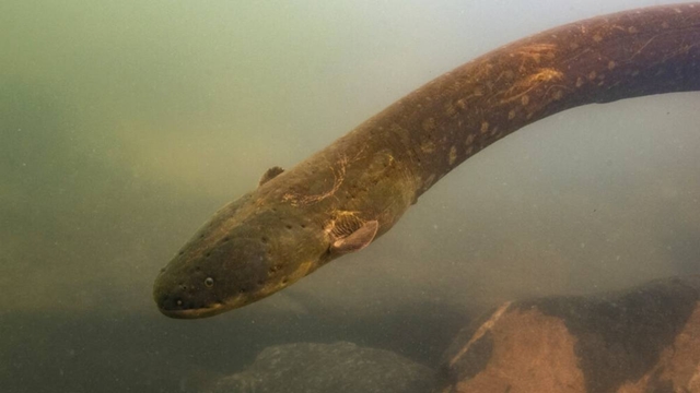 Jolting discovery: Powerful new electric eel found