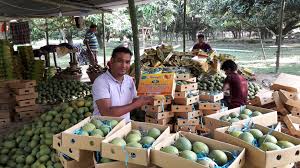 Online mango business in Rajshahi fetches around Tk 9cr