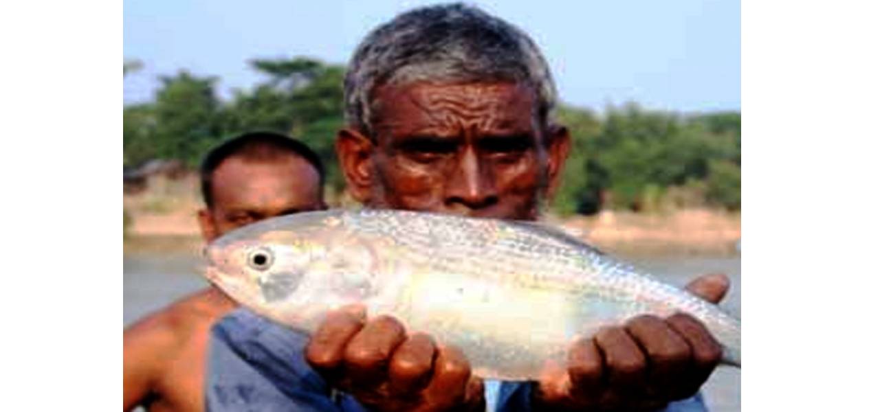 Hilsa in Sylhet’s Surma River!