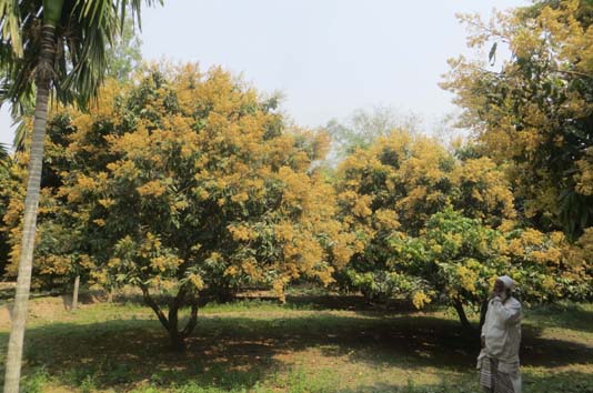 Plentiful flowing suggests bumper litchi production in Panchagarh