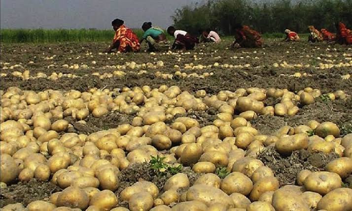 Minister eyes developed seeds to boost potato production, export