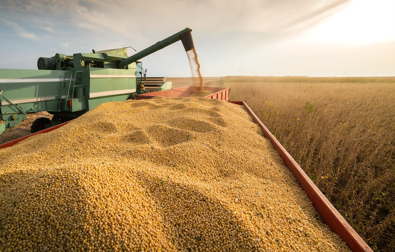 Govt seeks alternative wheat sources