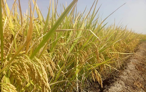 Farmers produced 5.56 lakh tonnes Aush rice in Rajshahi