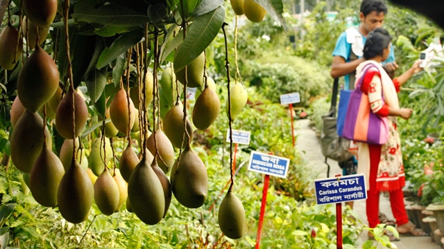 Ten-day fruits, tree fair begins in Manikganj
