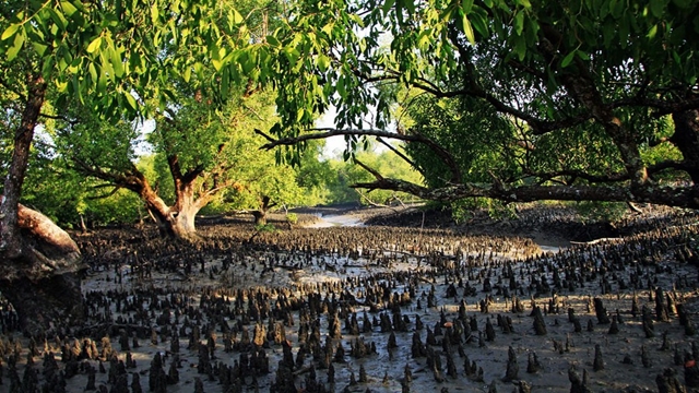 Unesco to put Sundarbans on ‘World Heritage in Danger’ list