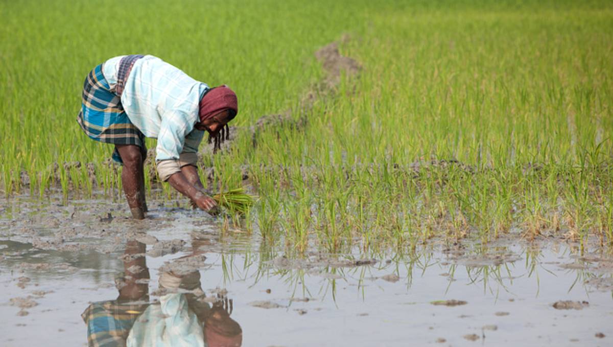 Sylhet farmers start T-Aman farming