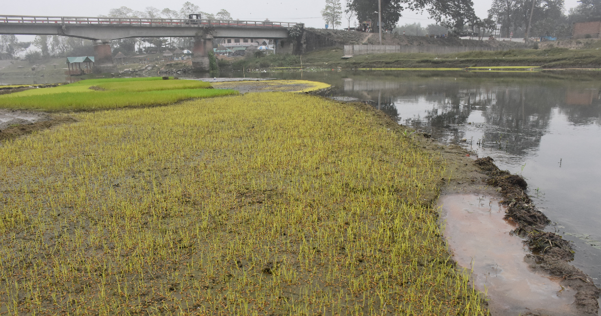 Cold weather damages Boro seedlings in Rangpur