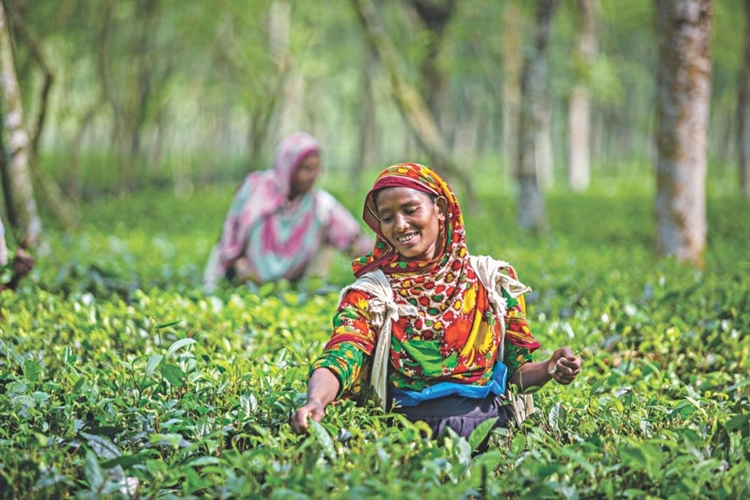 Tea production rises to 95m kg in 2019