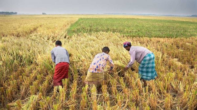 Agricultural growth rate drops in FY 2019