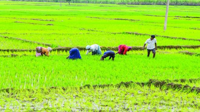 Farmers exceed Aush rice farming target in Rangpur region