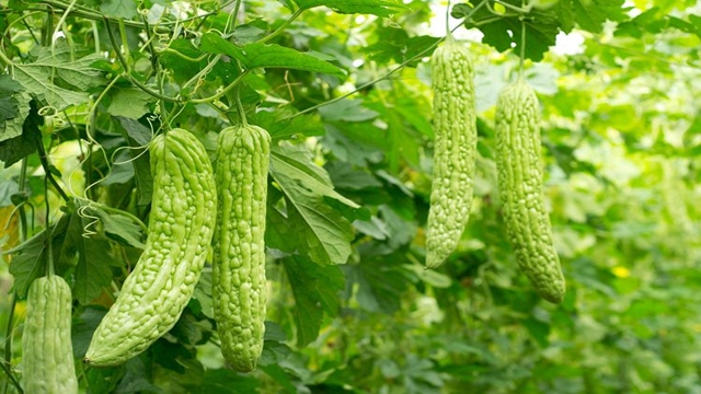 Bitter gourd cultivation changing Manikganj farmer’s fate