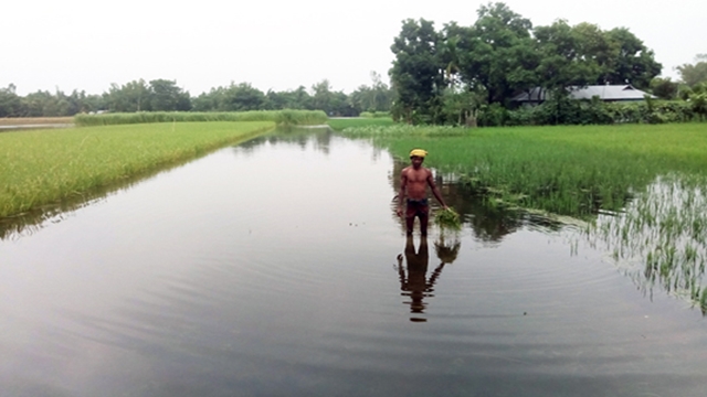 Massive agri-rehabilitation programs taken in Rangpur region