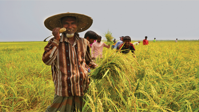 Boro rice cultivation target exceeds in Rangpur region