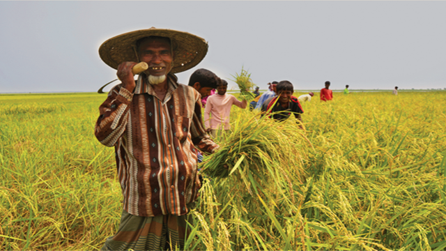 Farmers happy over good prices of newly-harvested Boro