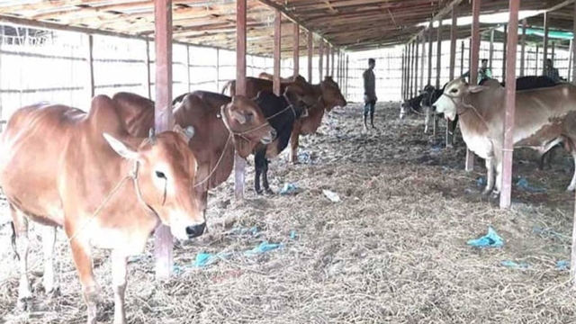 Youths make miracle in Bangladesh’s cattle sector   