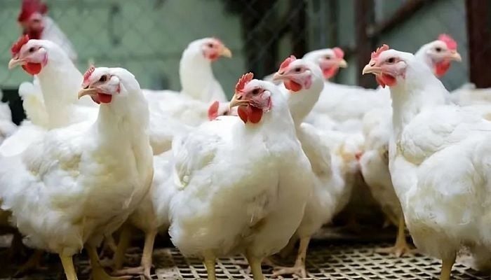 Price of broiler chicken reduced by Tk100 per KG: DNCRP DG