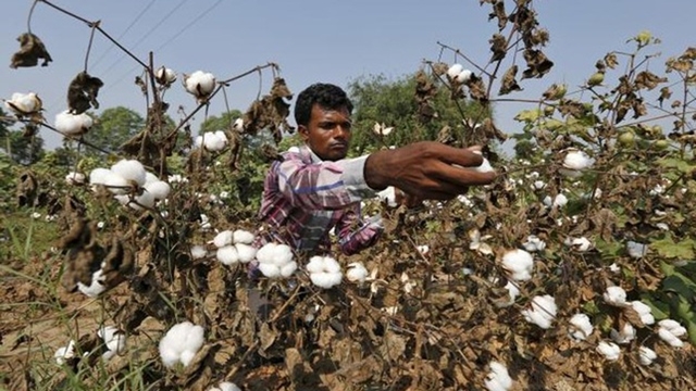BD to gain benifit from falling cotton price