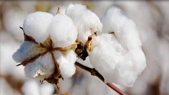 Cotton prices stable despite trade war