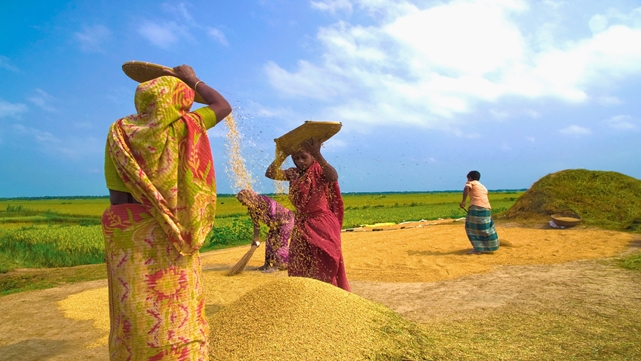 Boro rice output hits new record