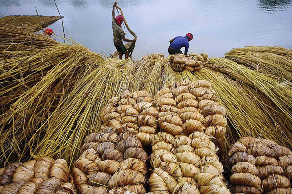 Rising price makes jute growers happy in Rajshahi