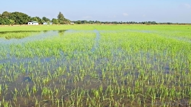 Floods submerge crops on 32,992 hectares in Rangpur region