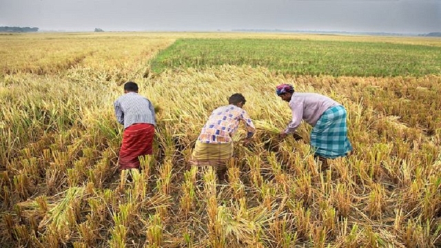 Aman cultivation exceeds target in Manikganj