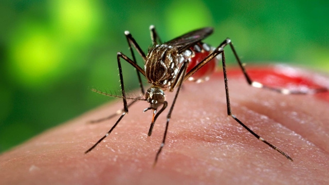 Dengue infects 7,700 in seven months